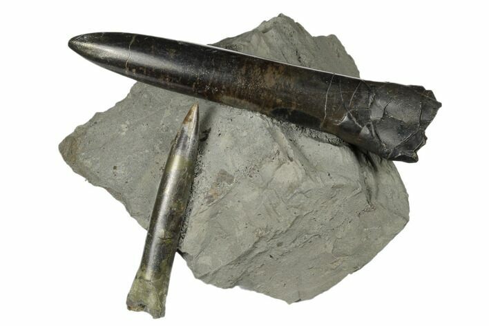 Two Jurassic Belemnite (Passaloteuthis) Fossils - Germany #177655